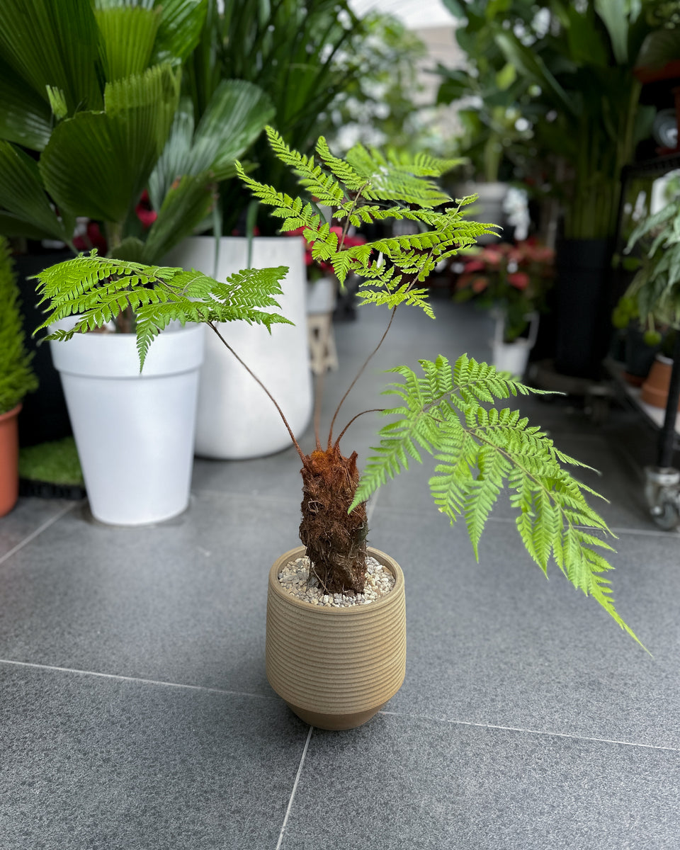 Monkey Palm Fern main image 0