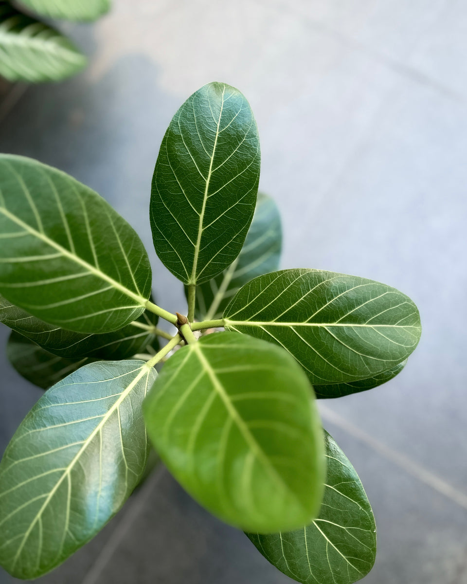 ficus audrey 中文 Ficus Benghalensis 'Audrey' ; JUNGALORE
