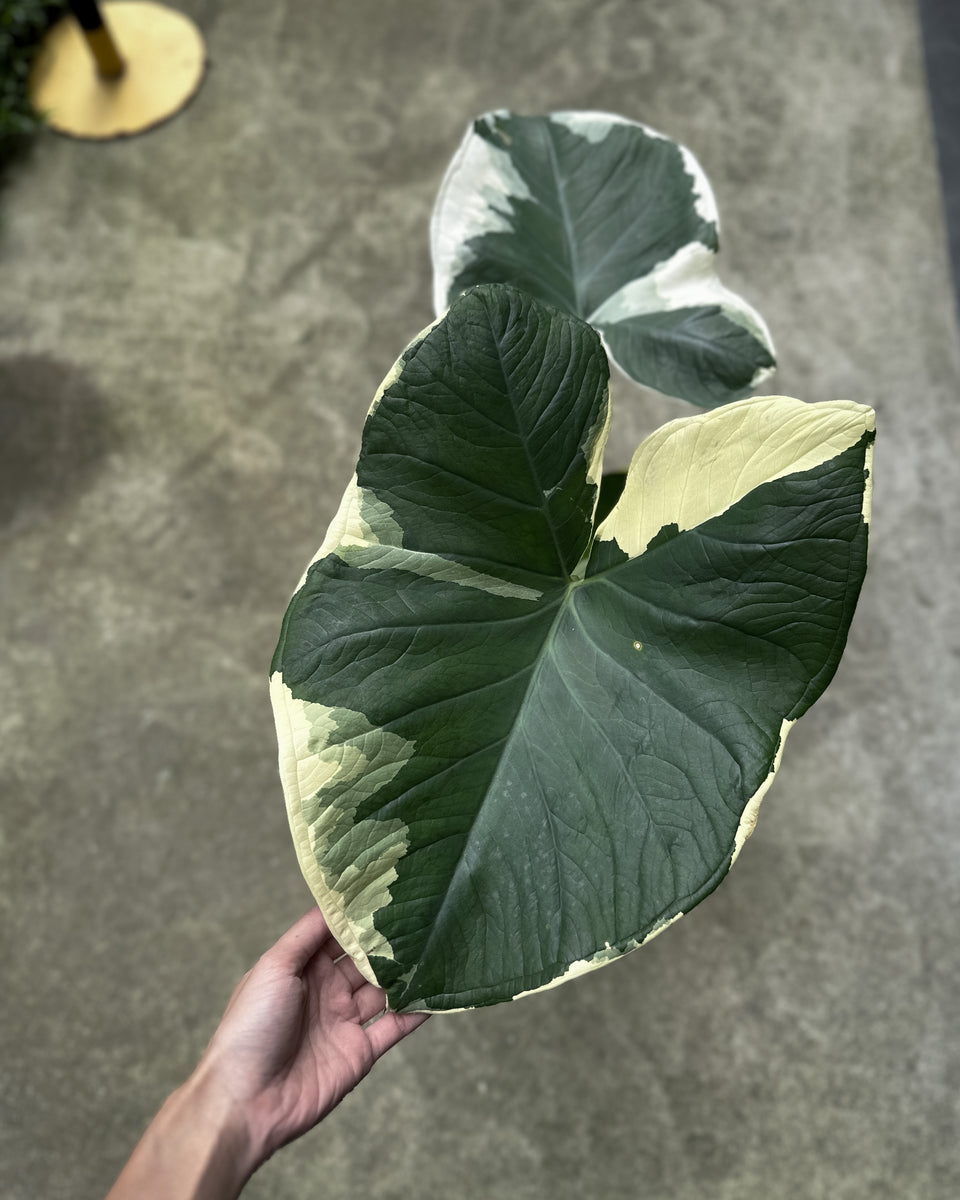 Xanthosoma 