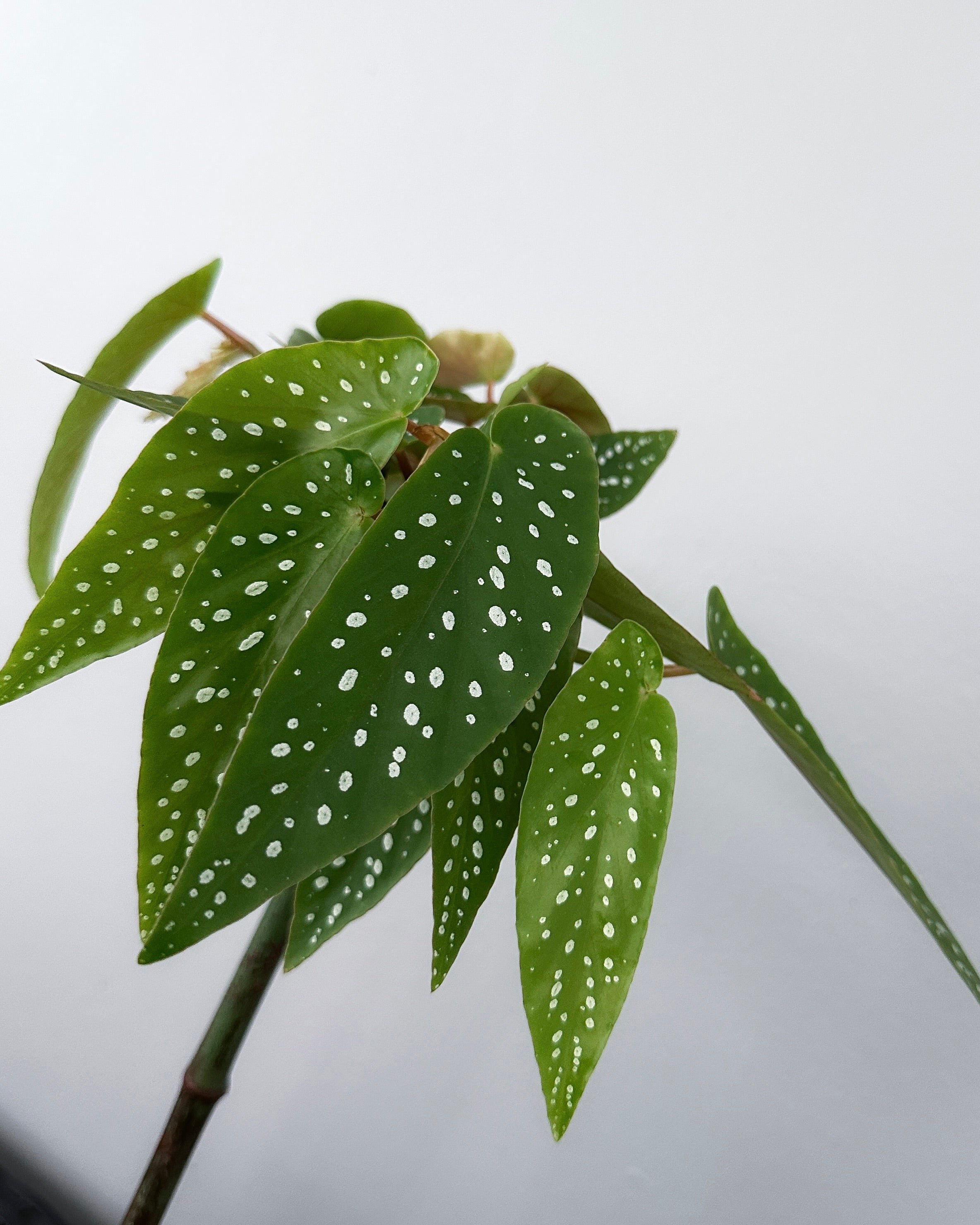 Begonia Tamaya [Holland]