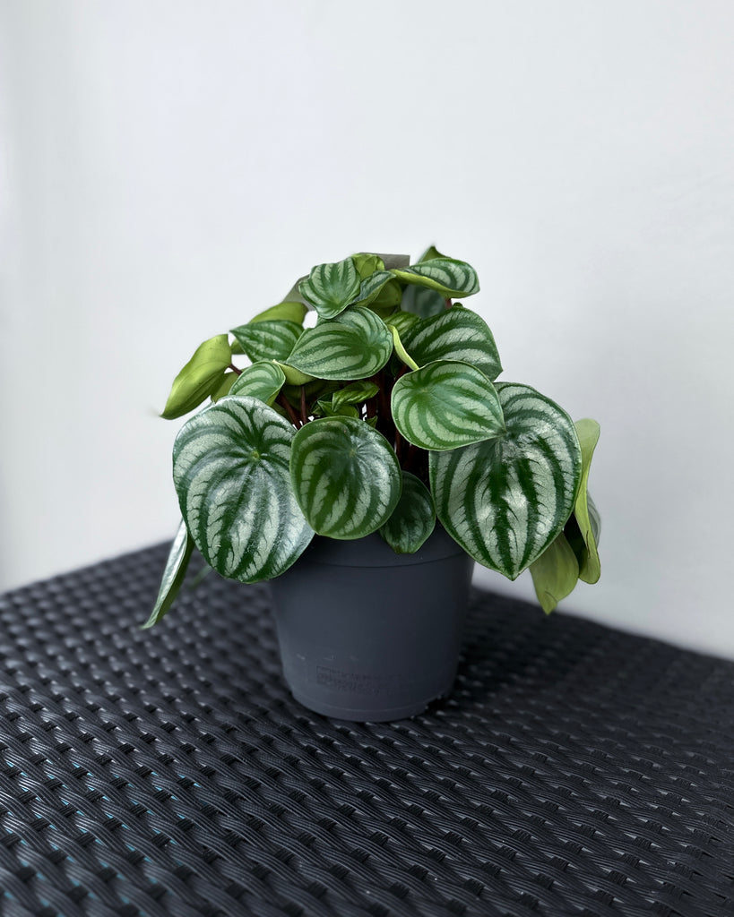 Peperomia Watermelon Plant potted