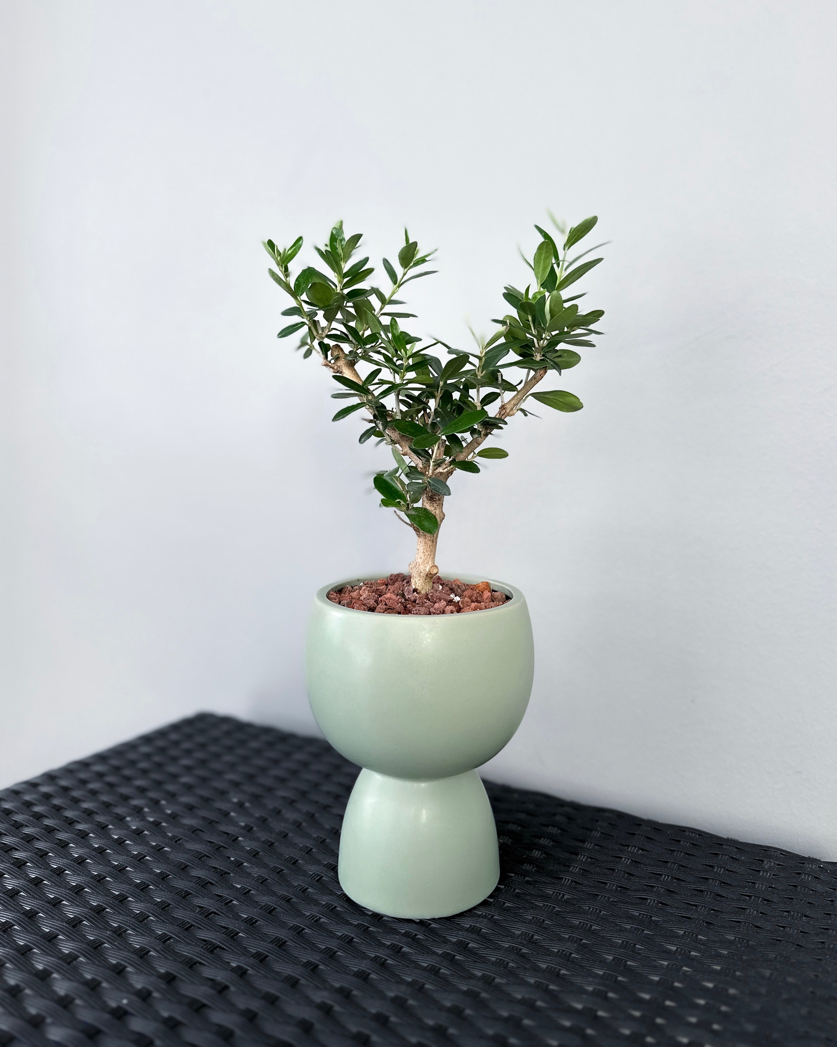 Olive Tree Olea Europaea [Holland]