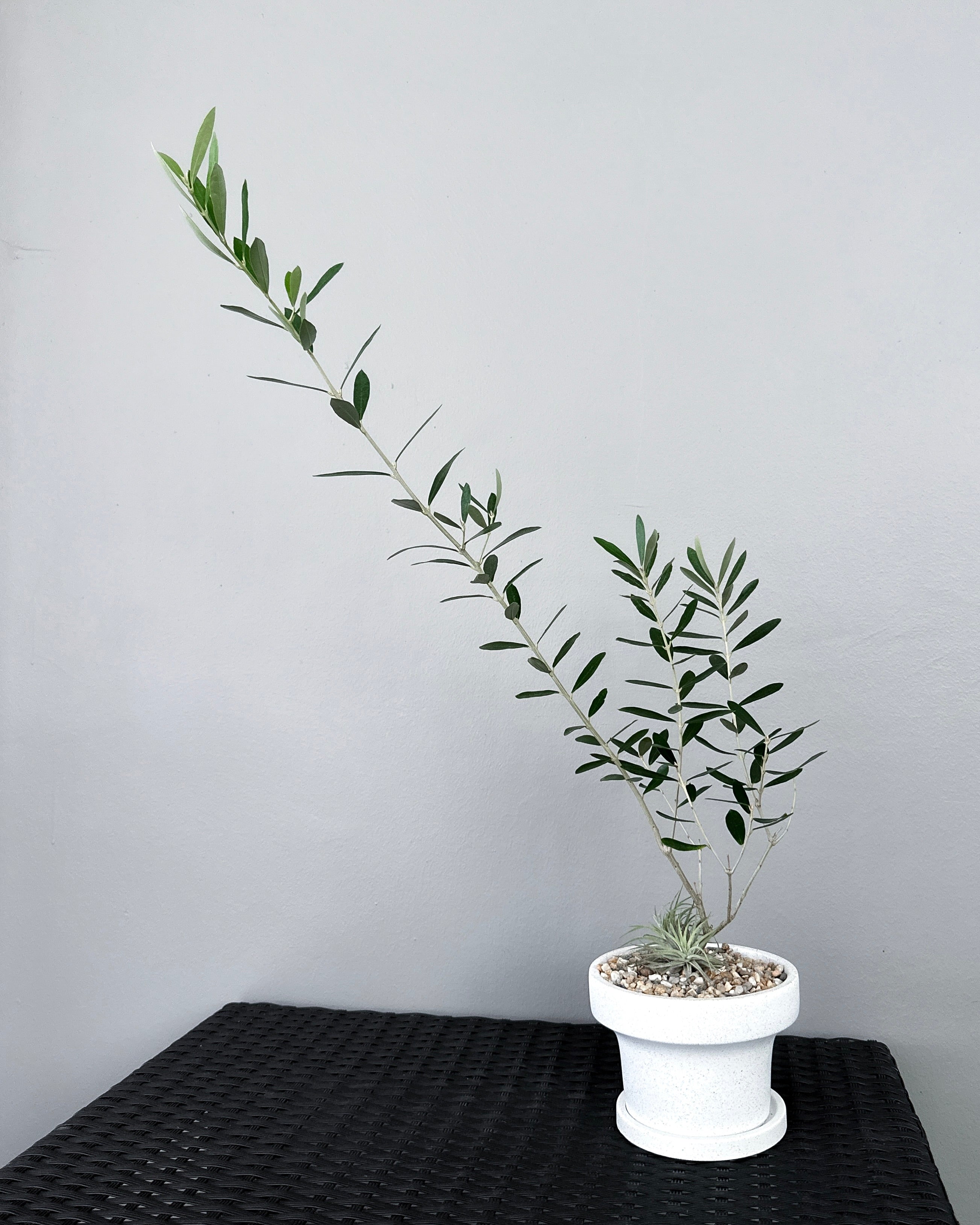 Olive Tree Minimal [Japan]