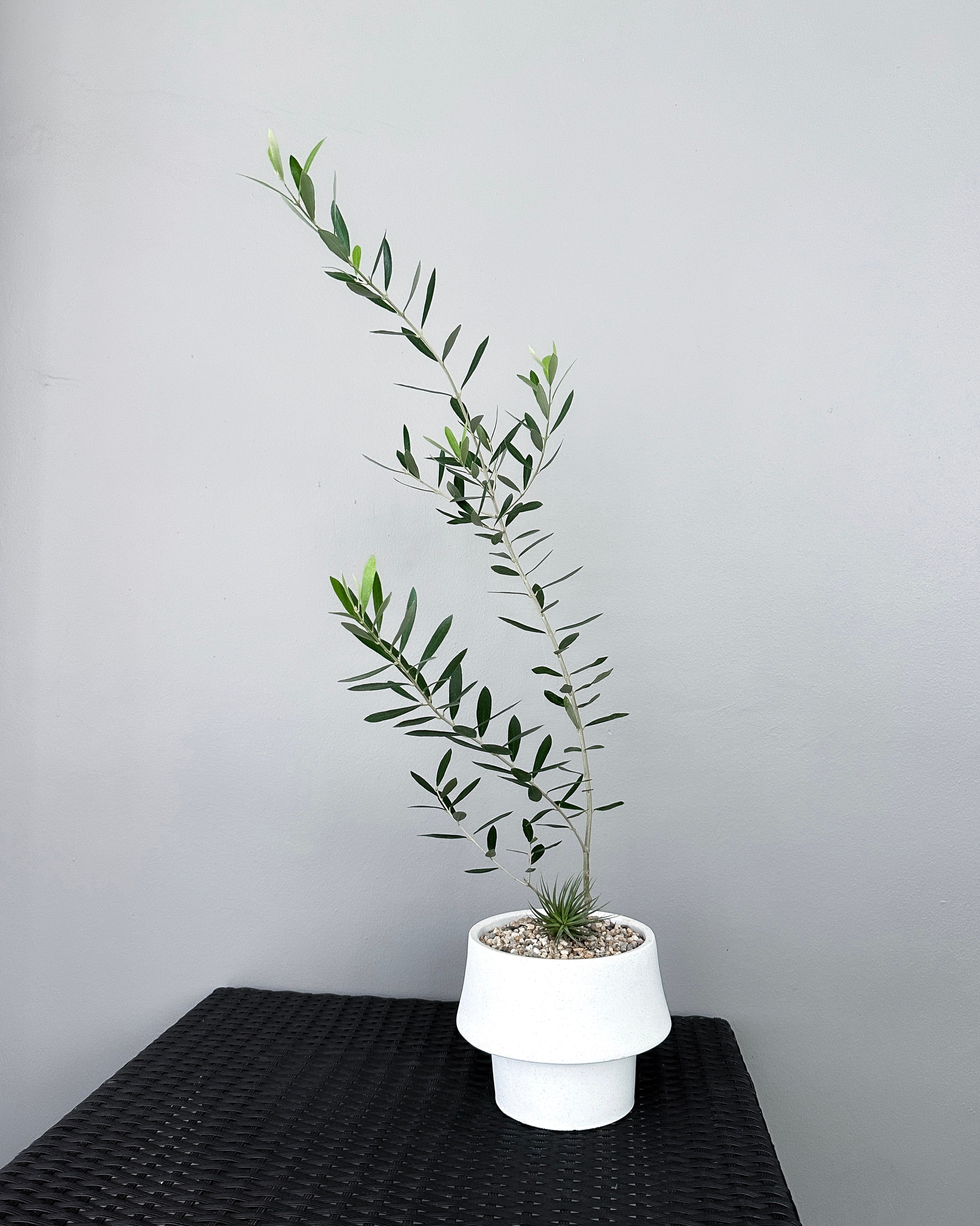 Olive Tree Minimal [Japan]