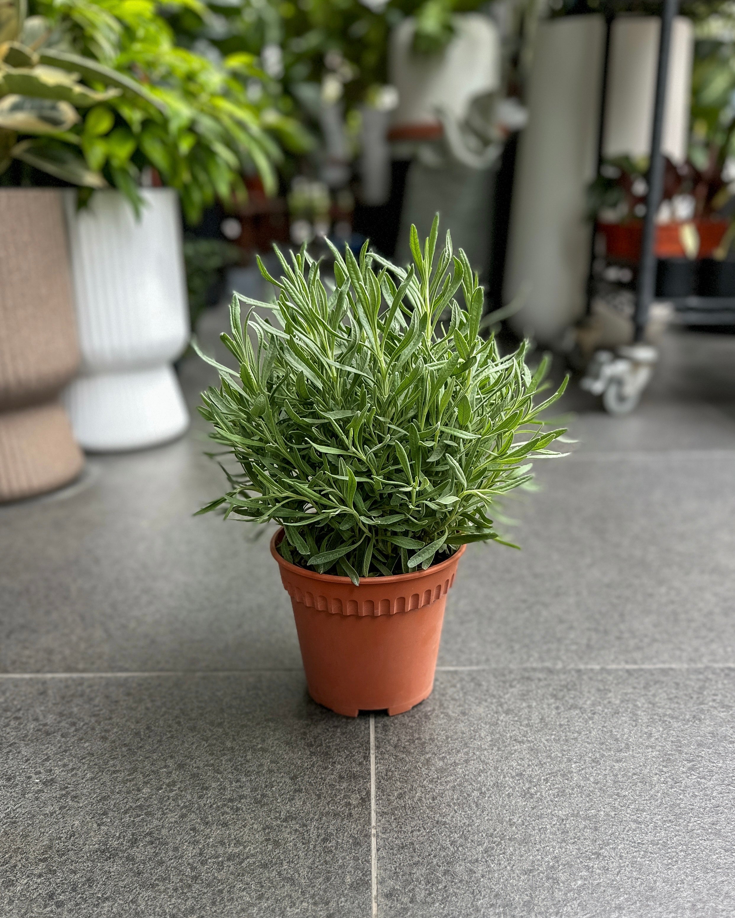 lavender plant singapore Herbs Lavender ; JUNGALORE