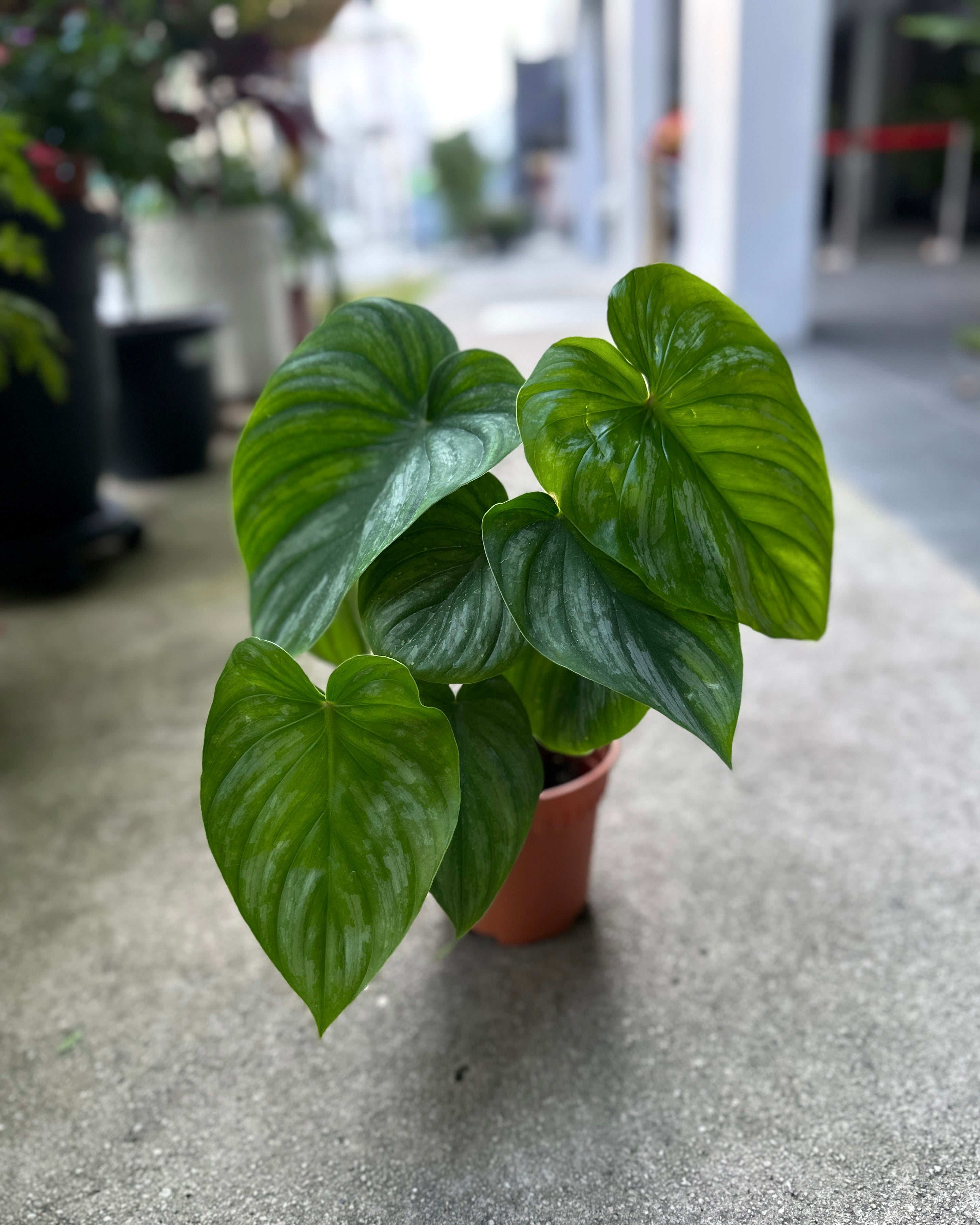 philodendron singapore Philodendron Mamei ; JUNGALORE