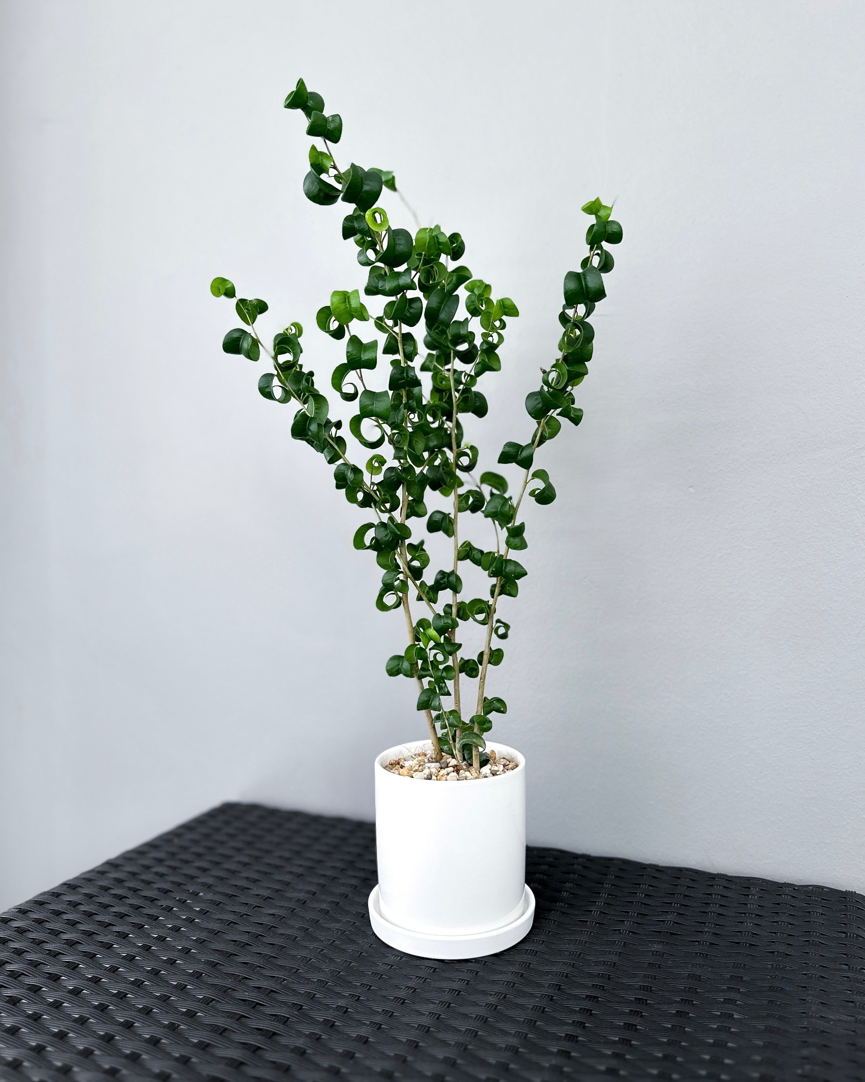 Curly Ficus Ficus Benjamina Pandora - Baroque 'Curly Weeping Fig' ; JUNGALORE ...