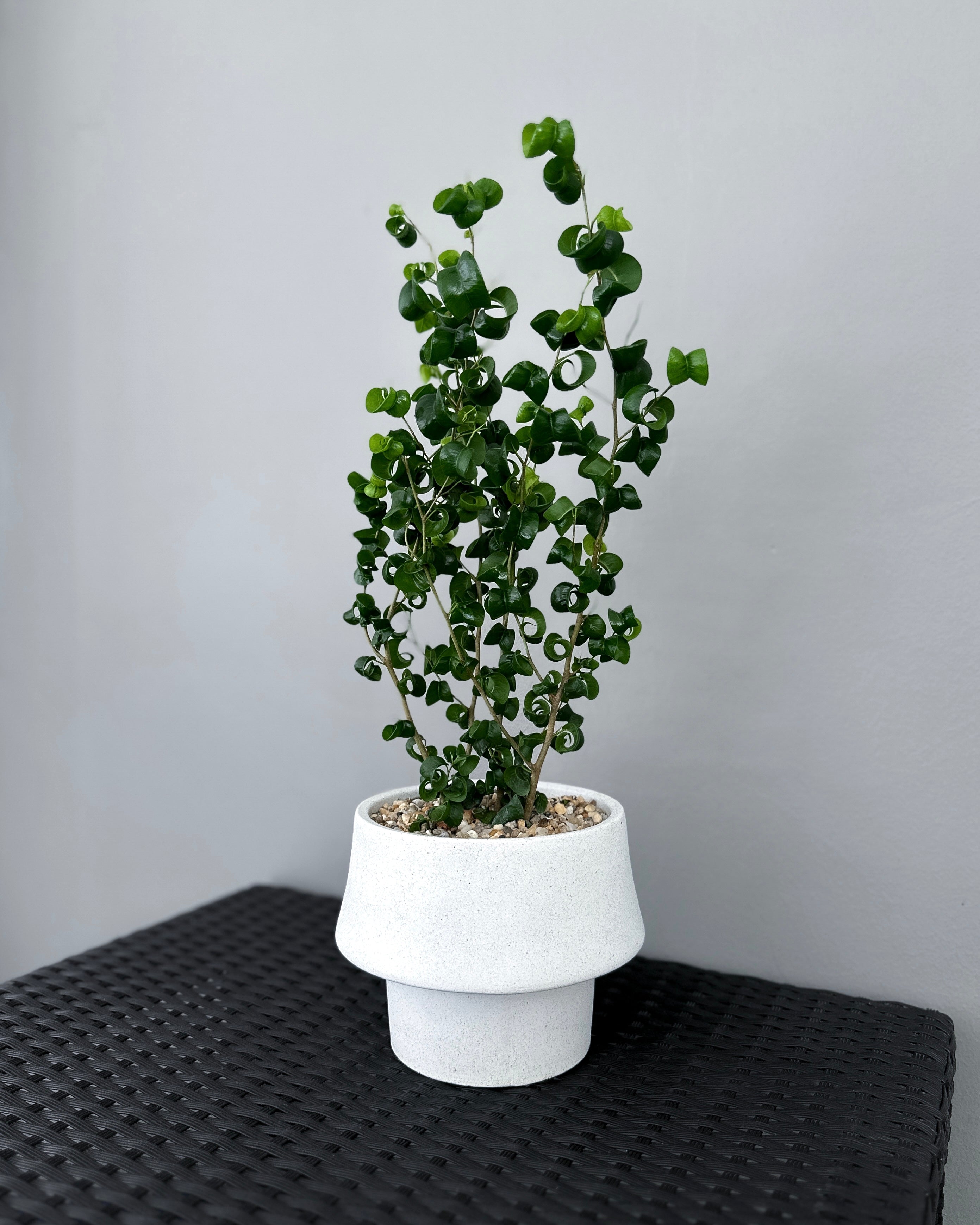 Curly Ficus Ficus Benjamina Pandora - Baroque 'Curly Weeping Fig' ; JUNGALORE ...