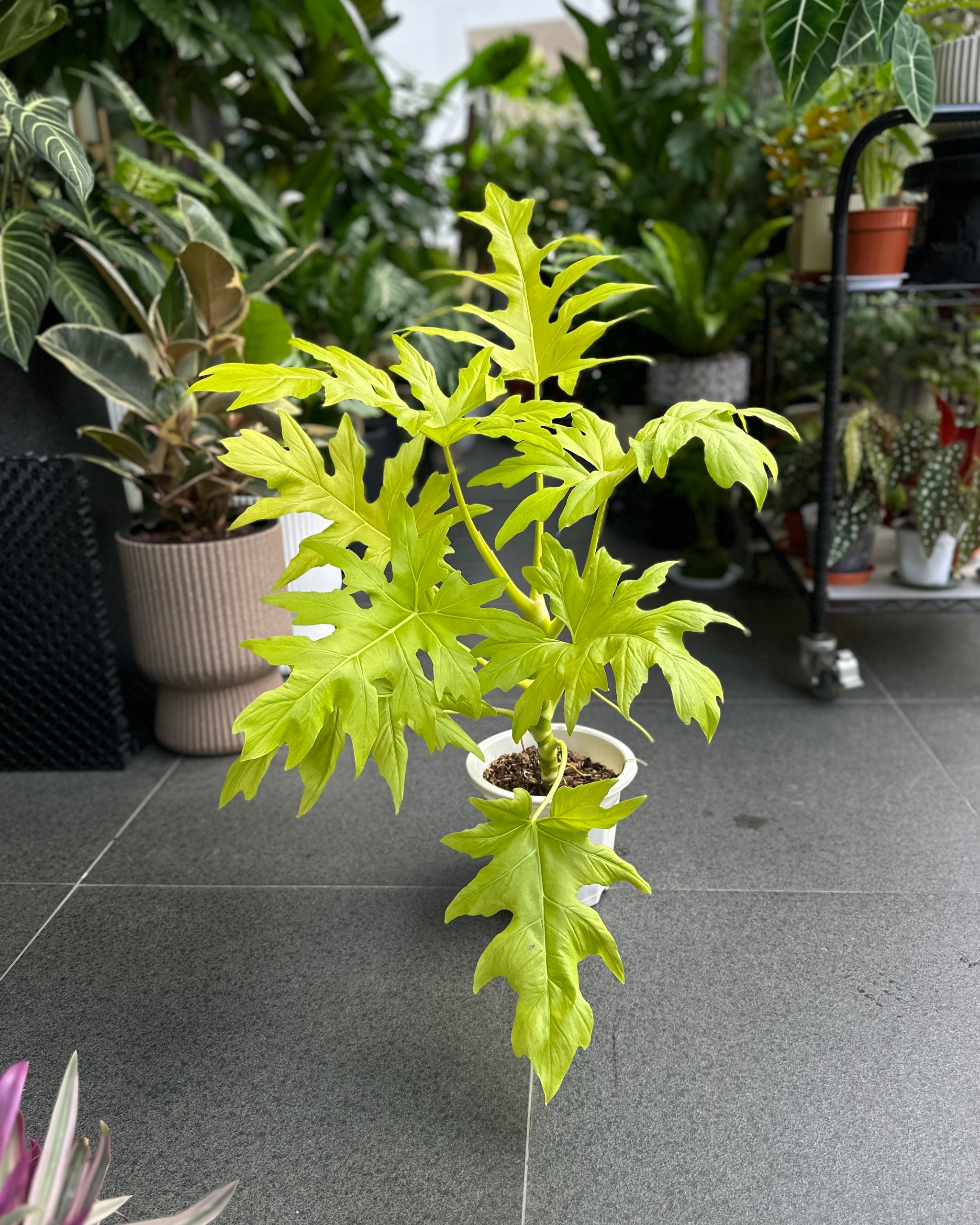 philodendron aurea flavum Philodendron Warscewiczii Aurea ; JUNGALORE