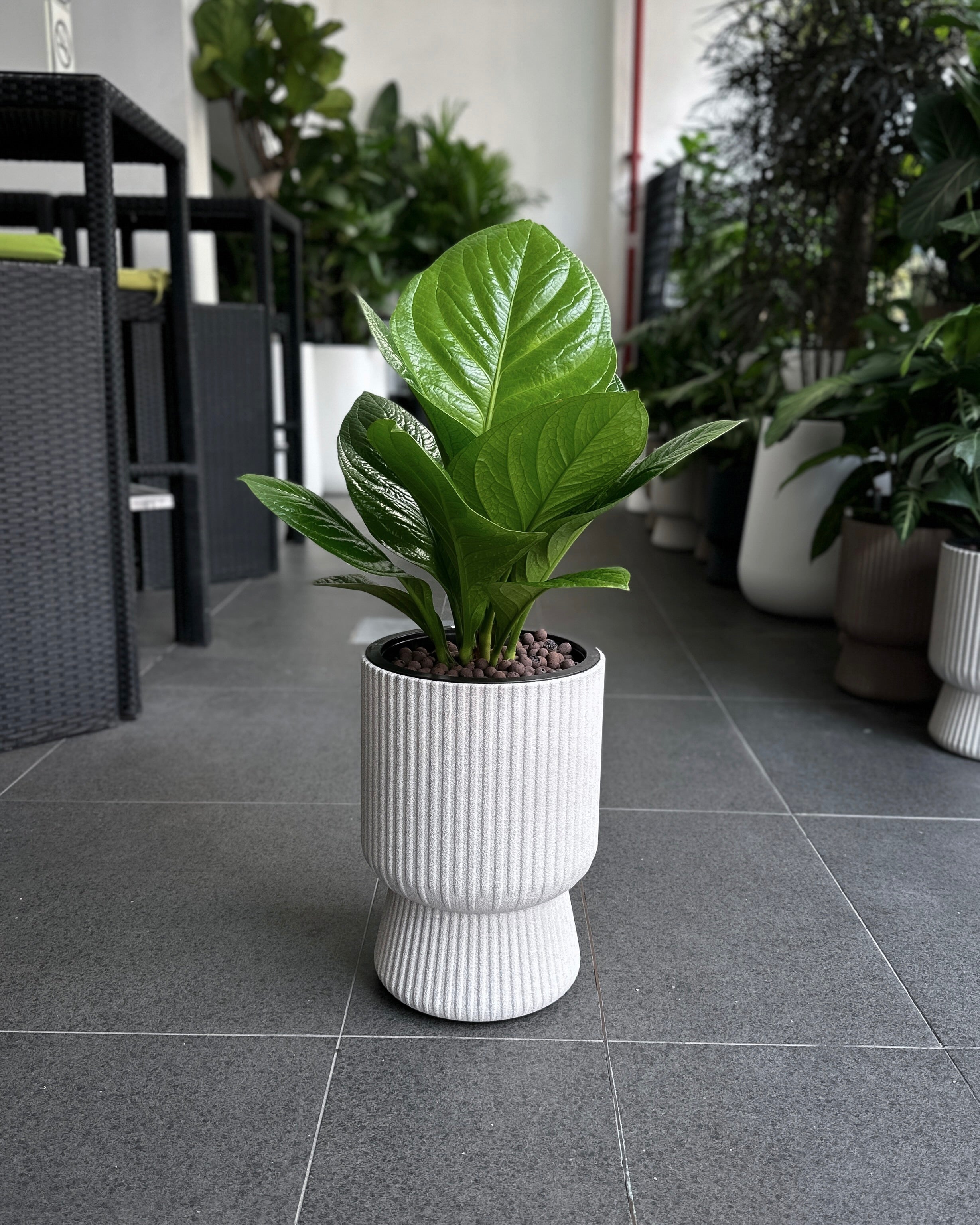 jungle bush anthurium Anthurium Jungle Bush JGL Hydro ; JUNGALORE