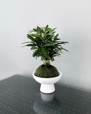 Podocarpus JGL MossBall