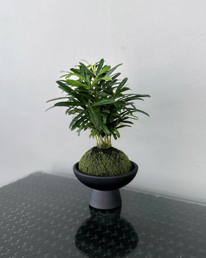Podocarpus JGL MossBall