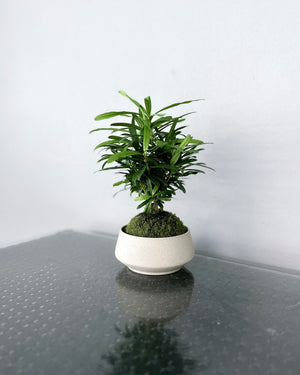 Open image in slideshow, Podocarpus JGL MossBall
