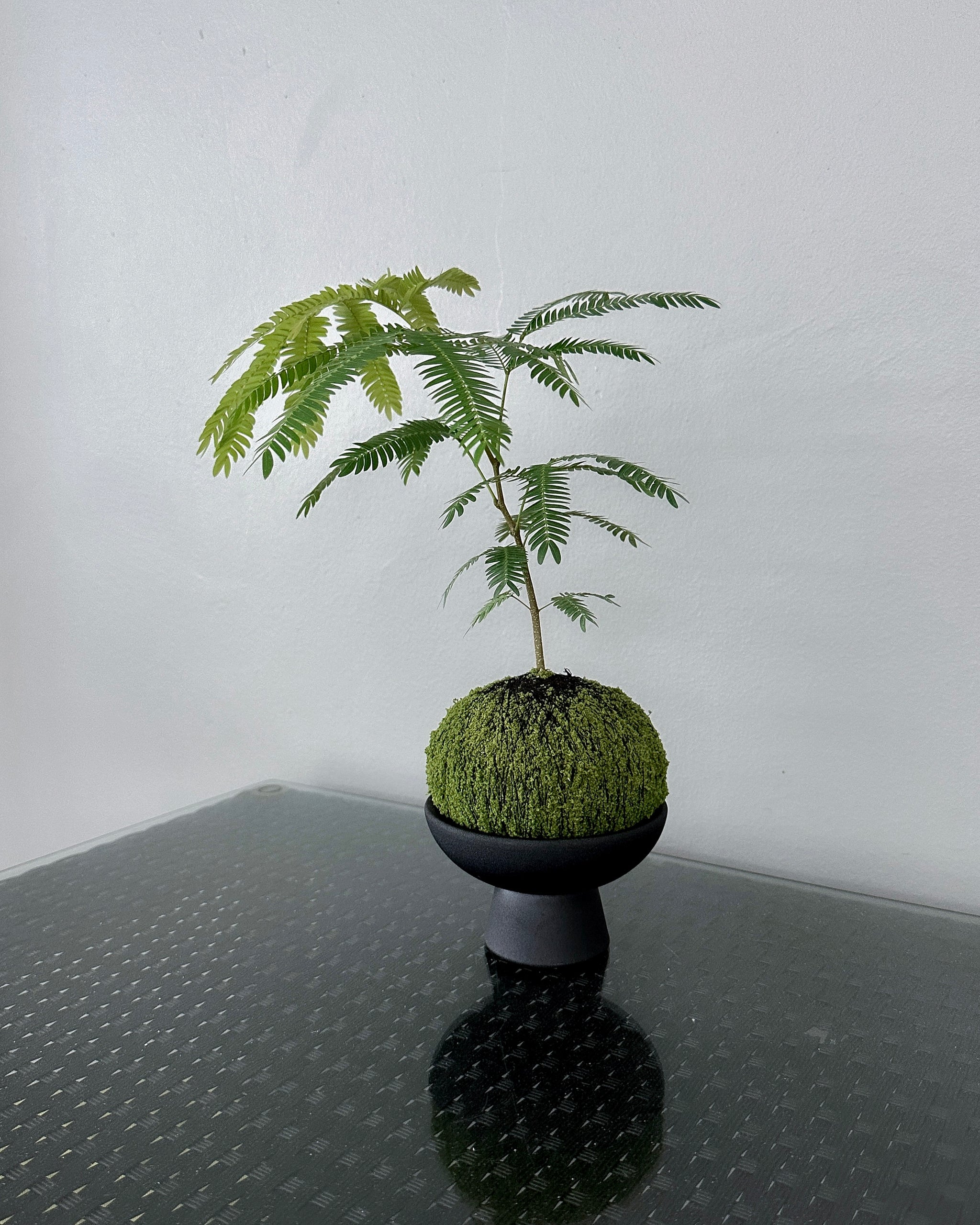 【はるplants】 Everfresh Tree Pithecellobium Confertum アカサヤネムノキ JGL
