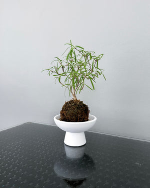 Open image in slideshow, Euphorbia Hedyotoides JGL MossBall
