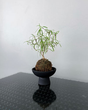 Euphorbia Hedyotoides JGL MossBall