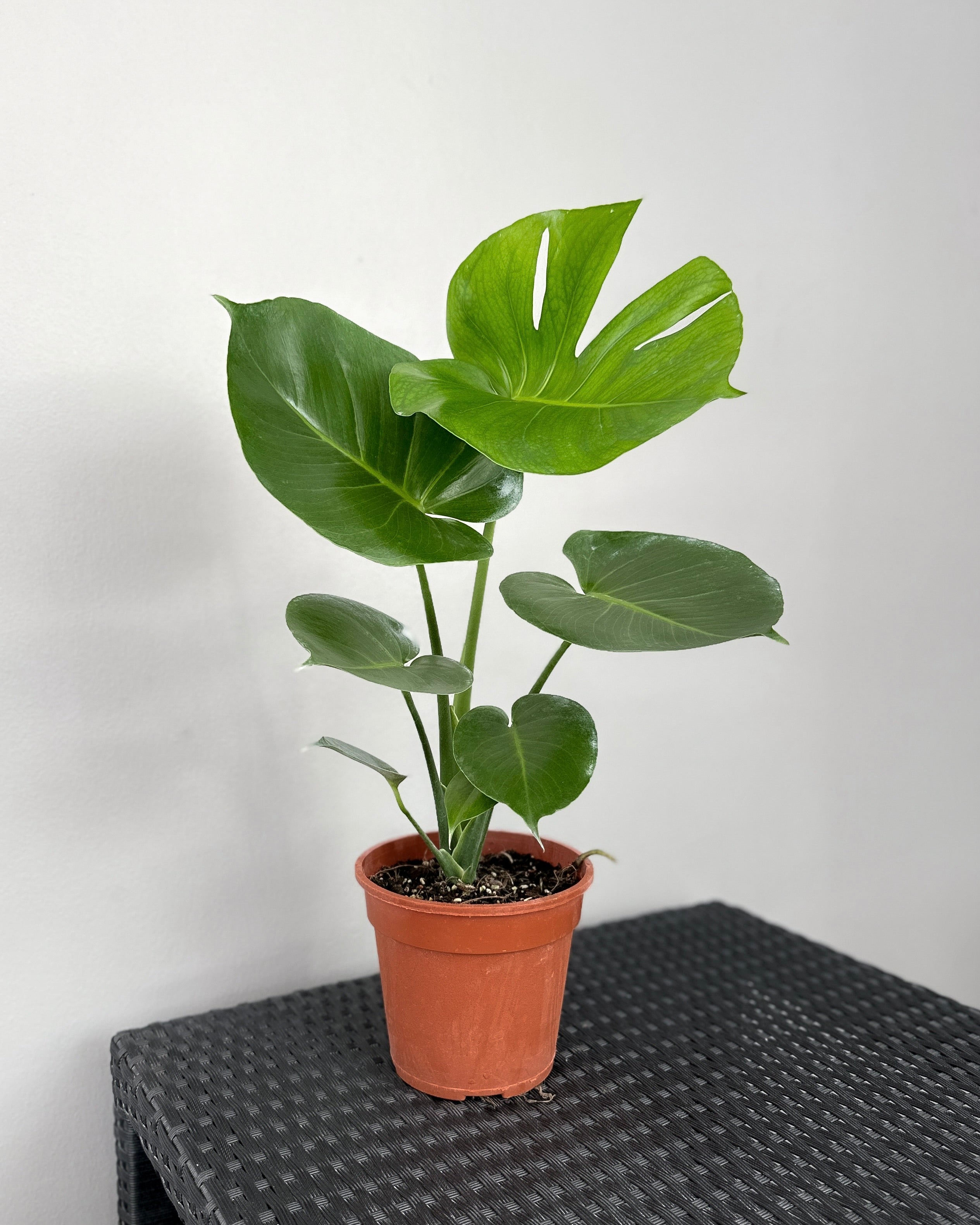 monstera plant singapore Monstera Deliciosa ; JUNGALORE