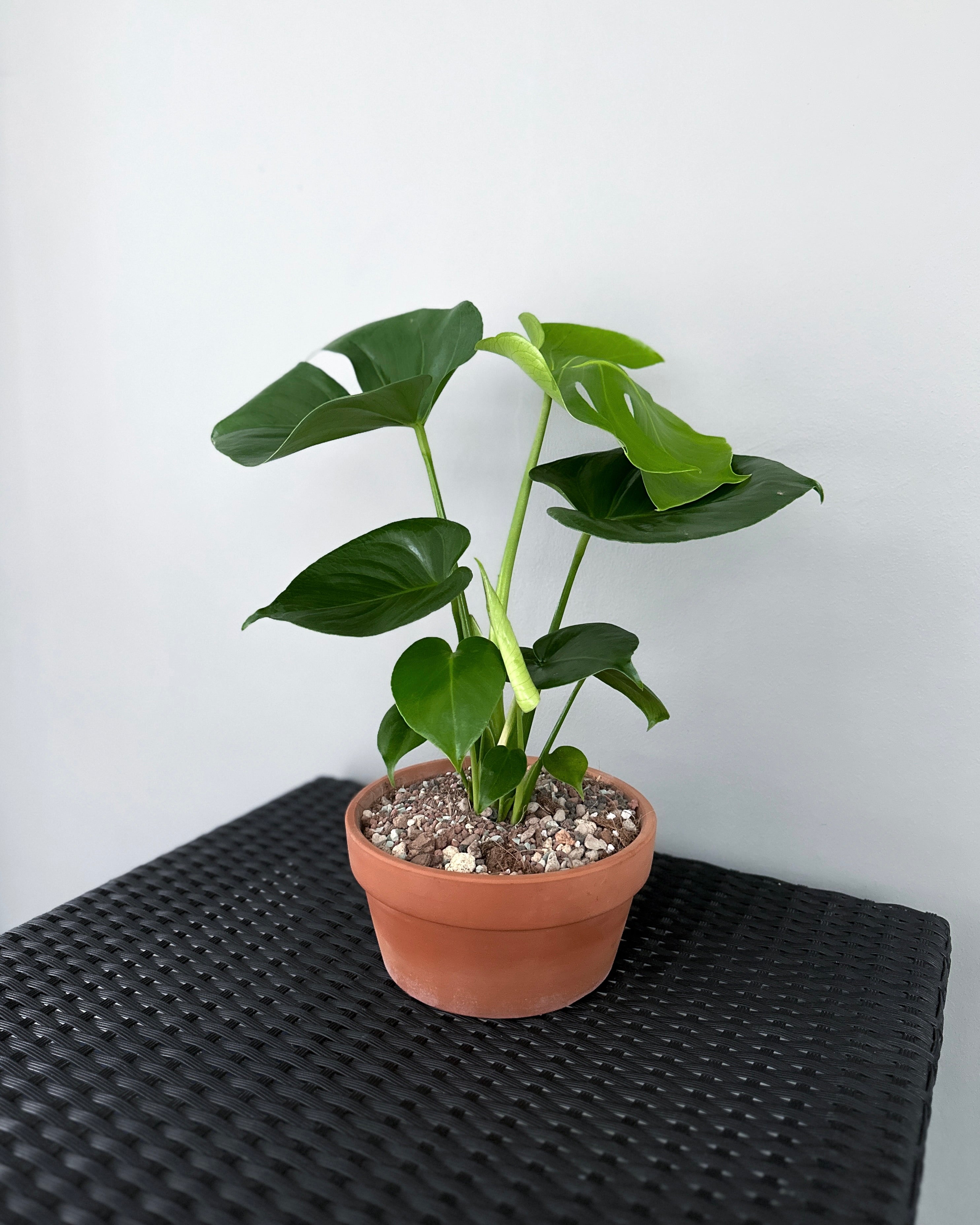 buy monstera deliciosa singapore Monstera Deliciosa ; JUNGALORE