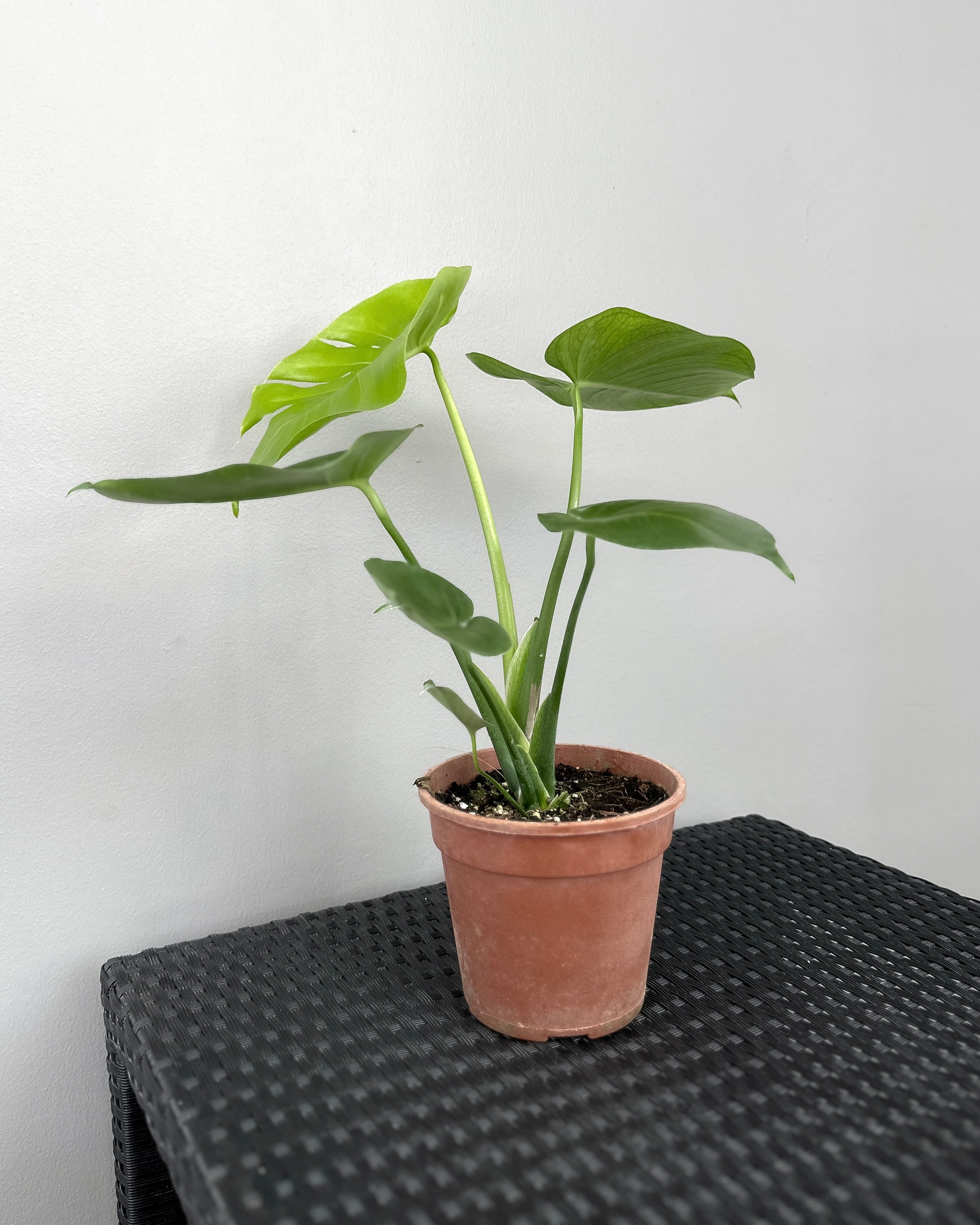 buy monstera deliciosa singapore Monstera Deliciosa ; JUNGALORE