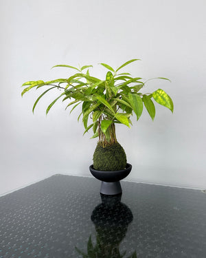 Open image in slideshow, Dracaena Surculosa JGL MossBall
