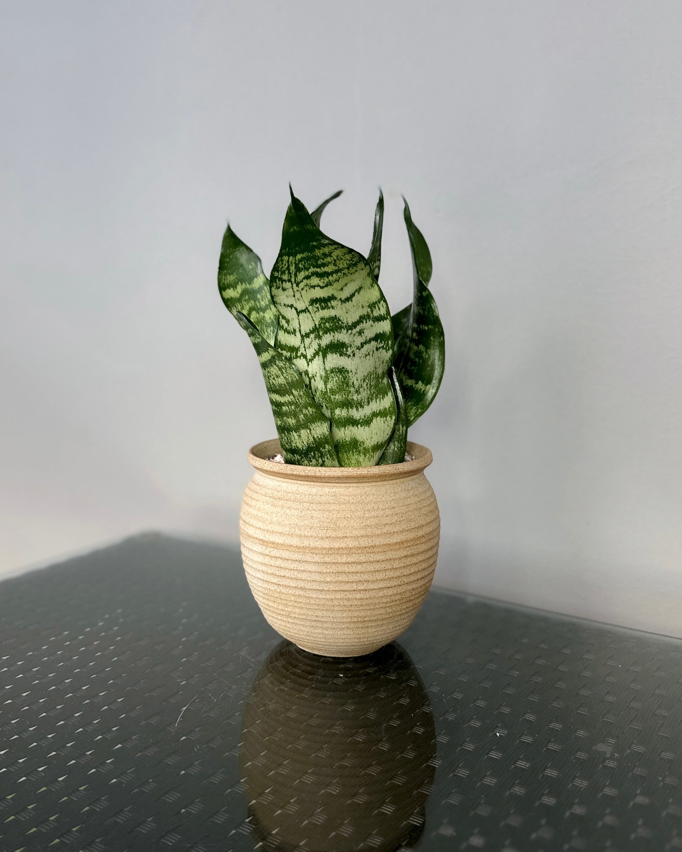 sansevieria singapore Sansevieria Zeylanica ; JUNGALORE