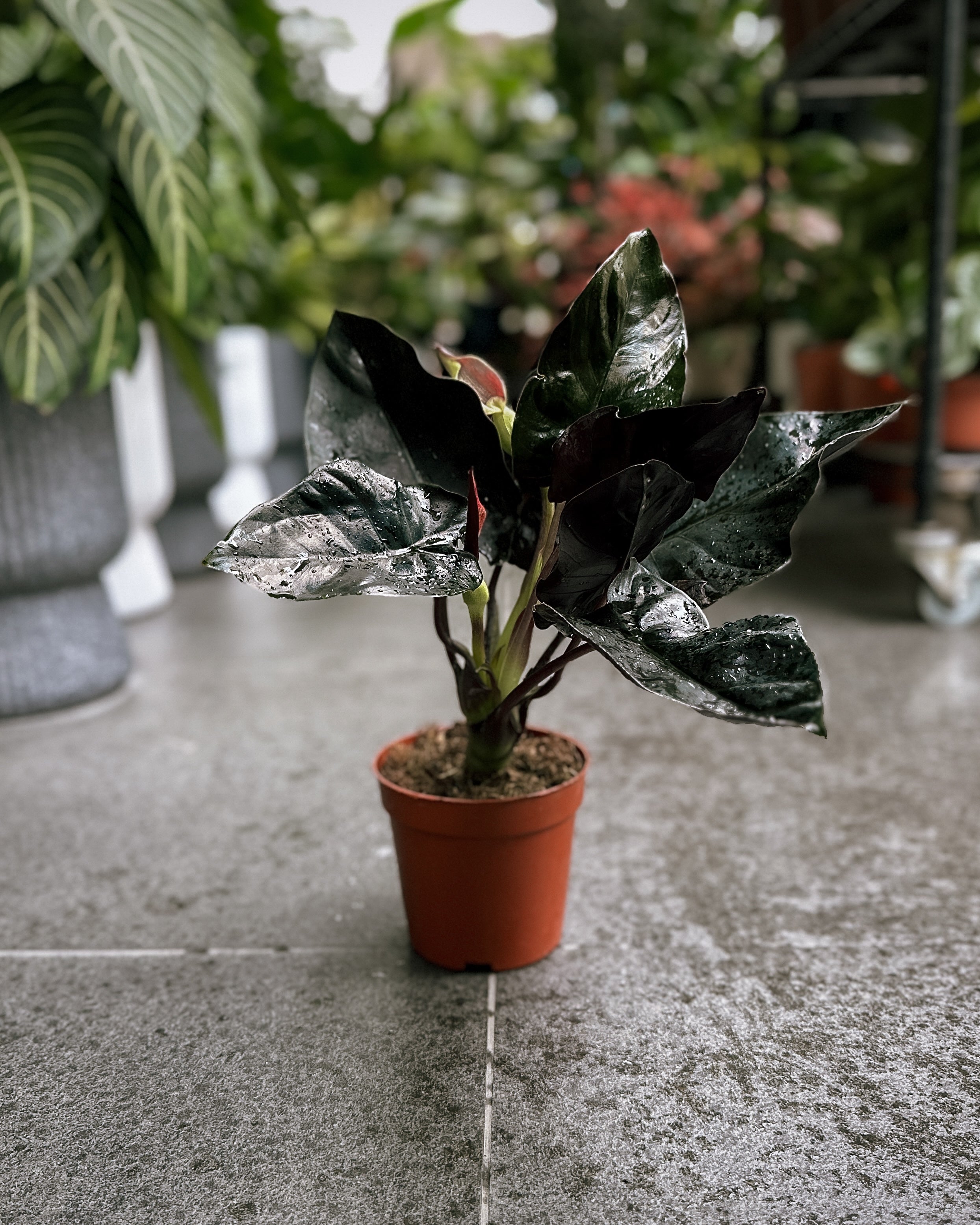 black magic philodendron Alocasia Infernalis Black Magic ; JUNGALORE