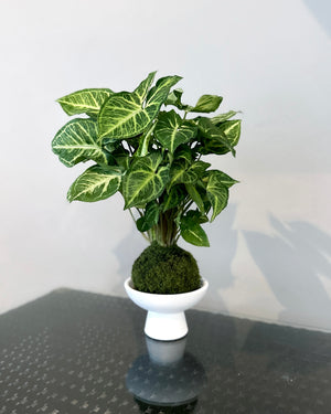 Open image in slideshow, Syngonium Podophyllum JGL MossBall
