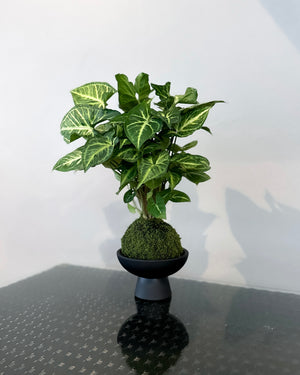 Syngonium Podophyllum JGL MossBall