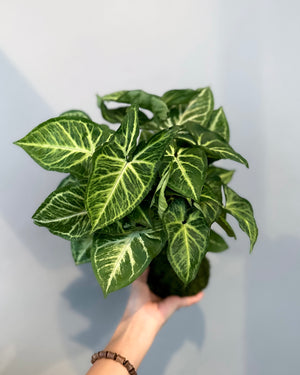 Syngonium Podophyllum JGL MossBall