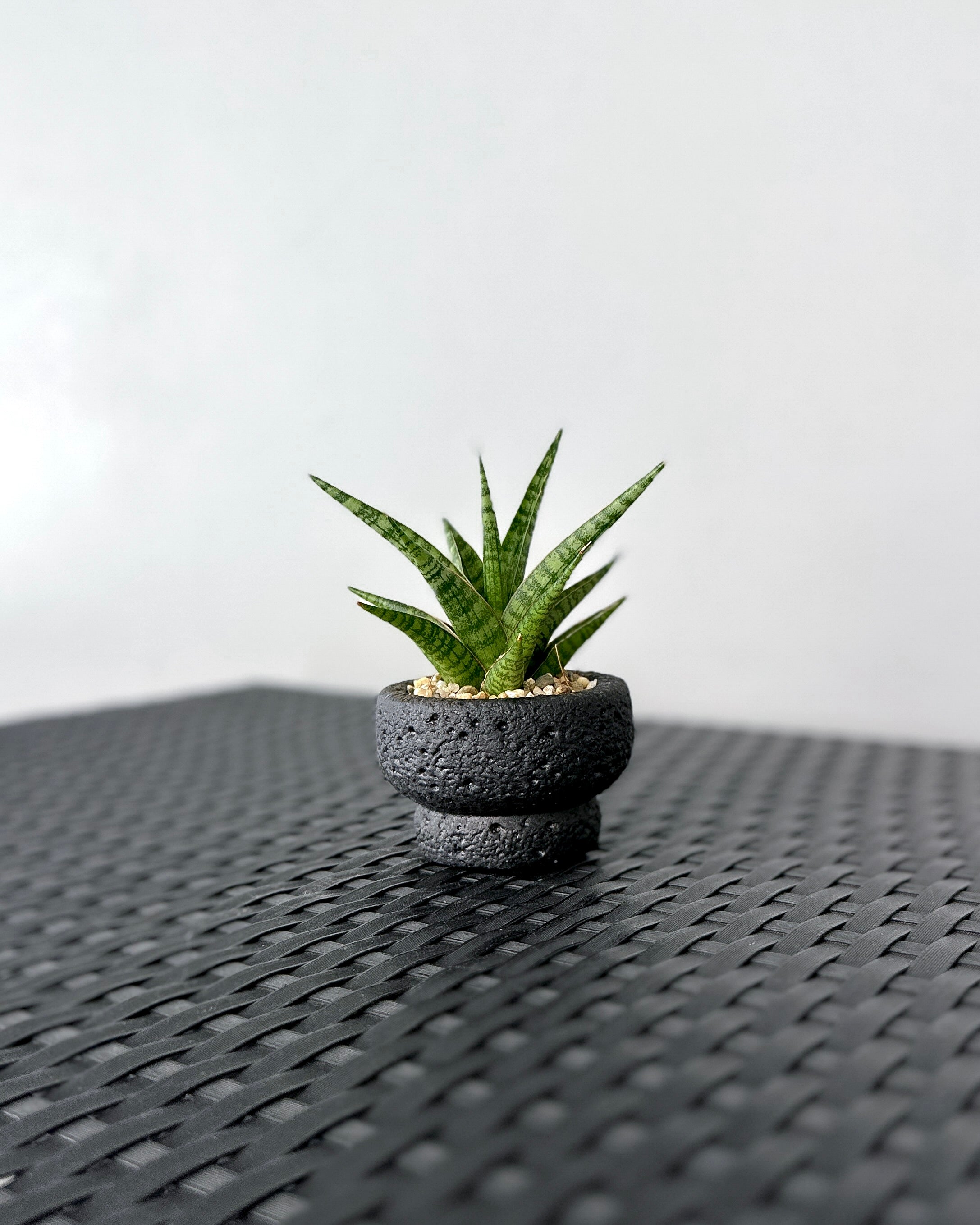 petite sansevieria Sansevieria