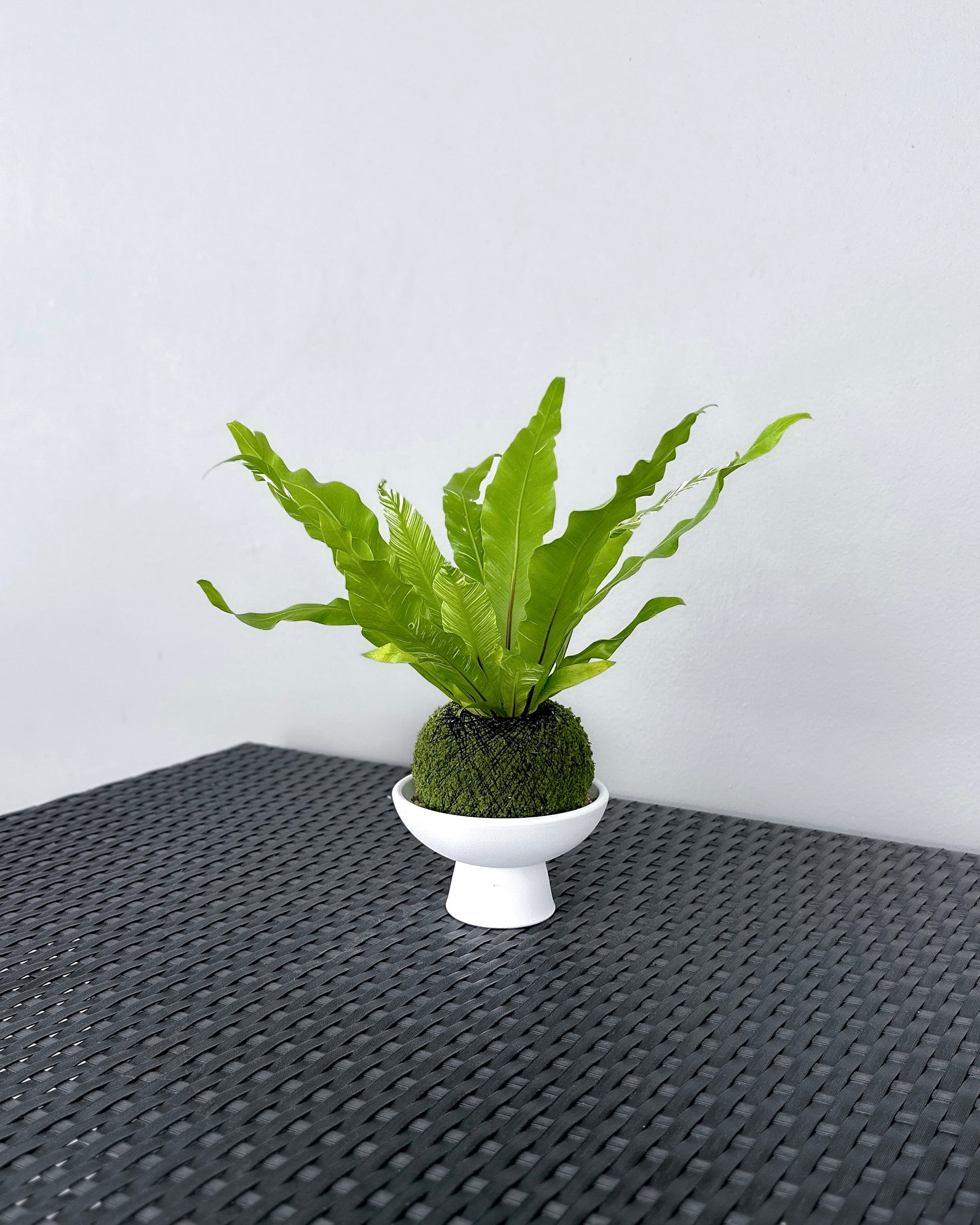 birds nest fern kokedama Asplenium Variegata Bird's Nest Fern JGL MossBall ; JUNGALORE