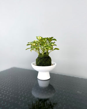 Open image in slideshow, Schefflera Arboricola Variegata JGL MossBall
