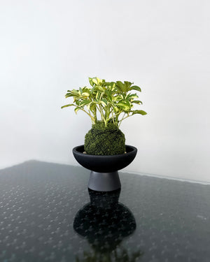 Schefflera Arboricola Variegata JGL MossBall