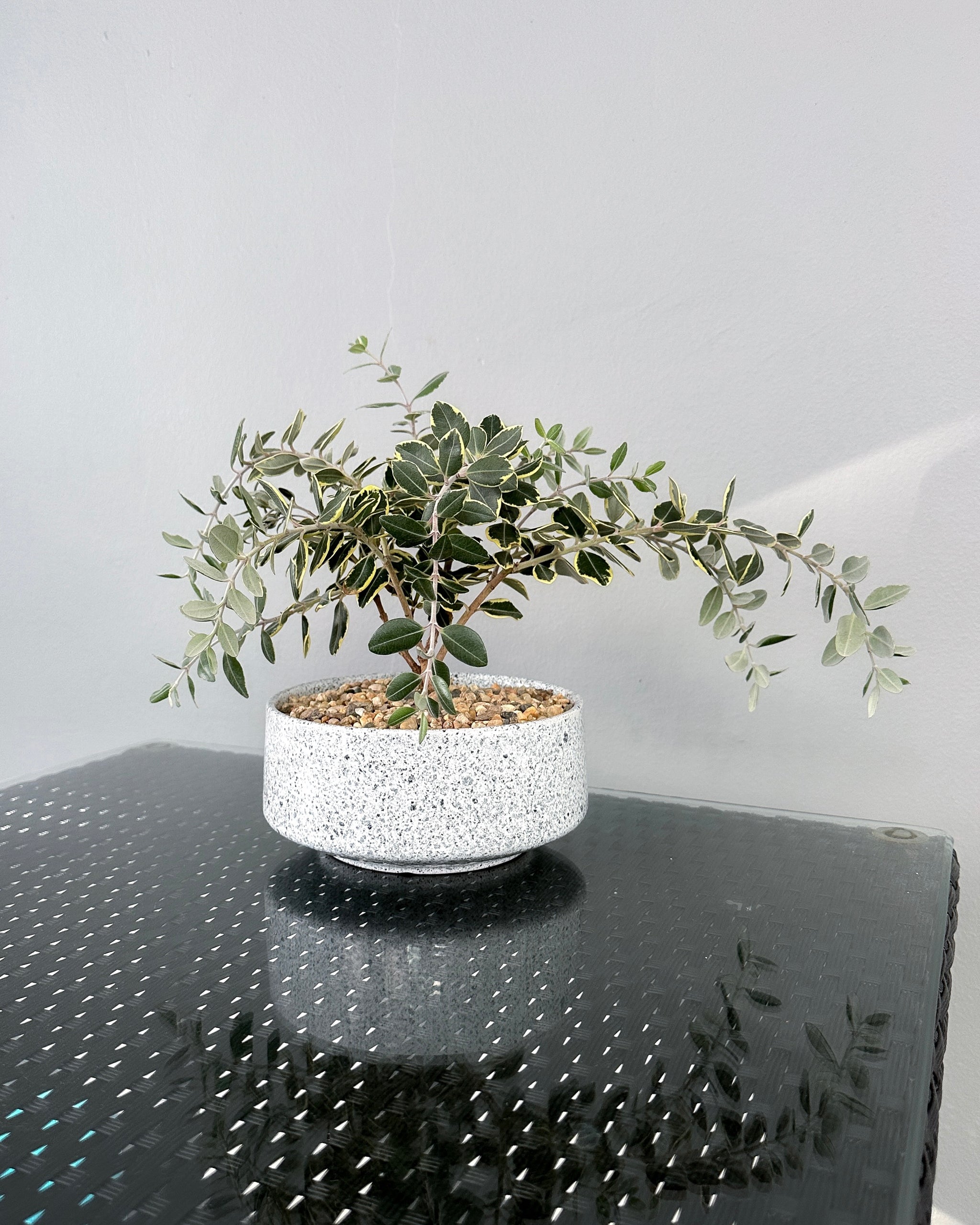 Metrosideros Excelsa Variegata ; JUNGALORE | Singapore