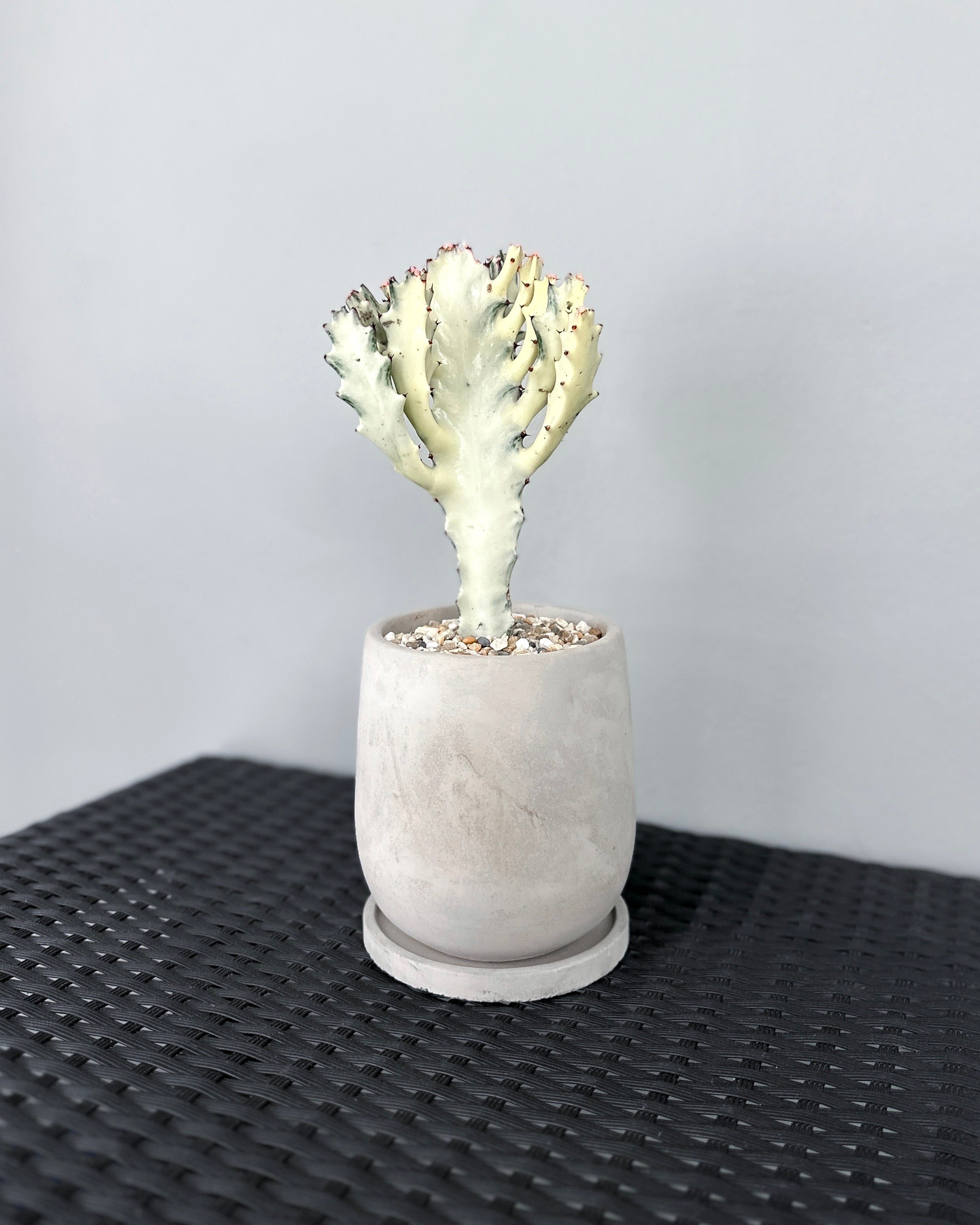 Euphorbia Lactea White Ghost