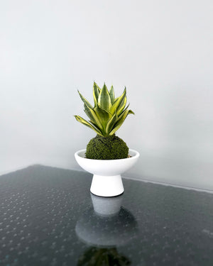 Open image in slideshow, Sansevieria Trifasciata JGL MossBall
