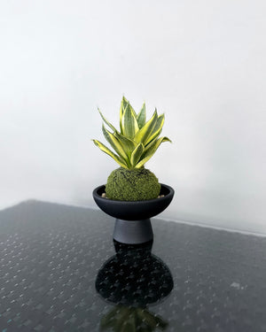 Sansevieria Trifasciata JGL MossBall