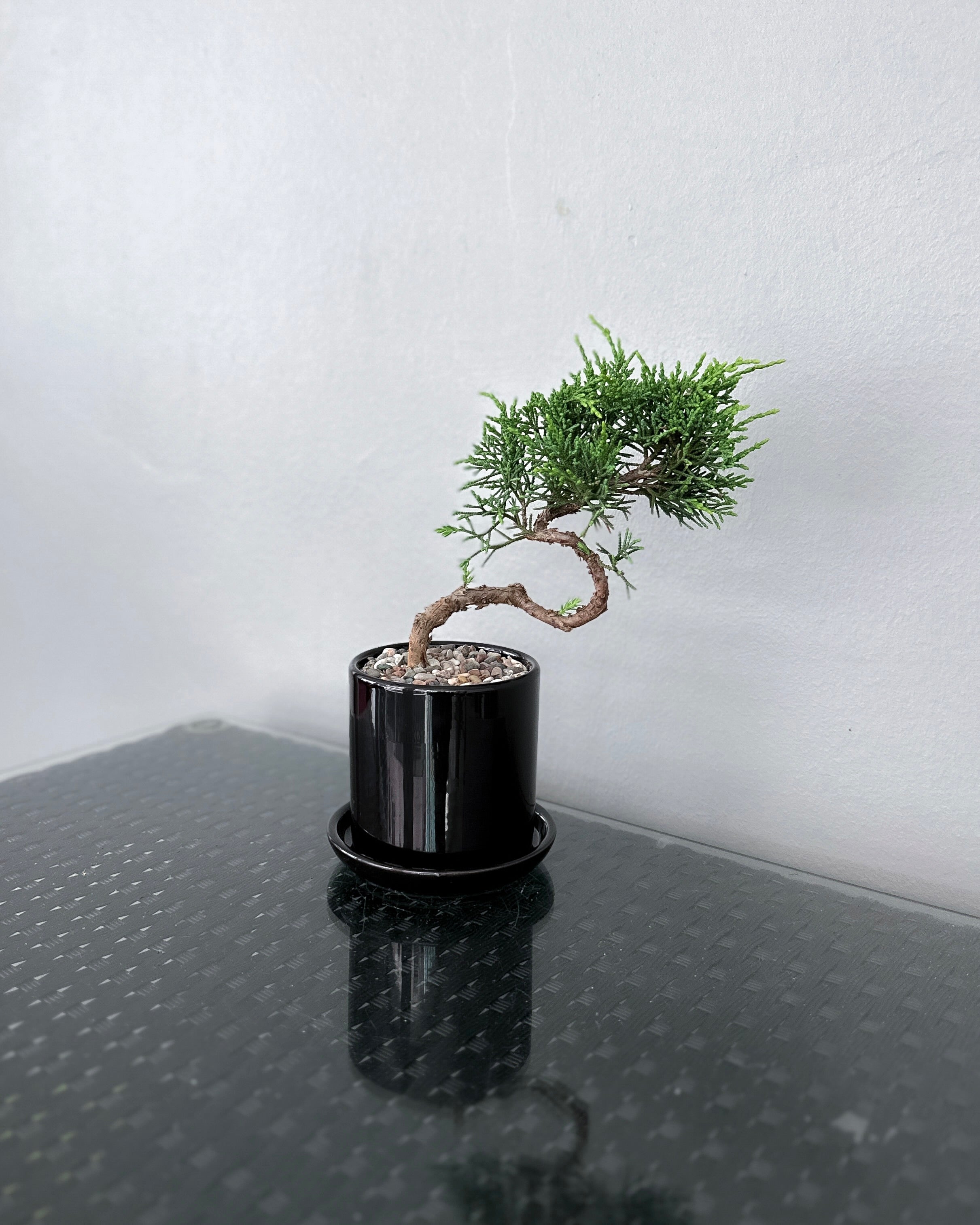bonsai tree singapore Juniperus Chinensis Shimpaku Bonsai ; JUNGALORE