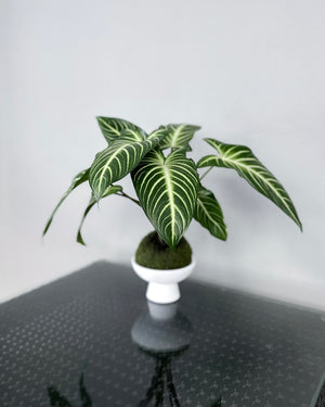 Open image in slideshow, Caladium Lindenii JGL MossBall
