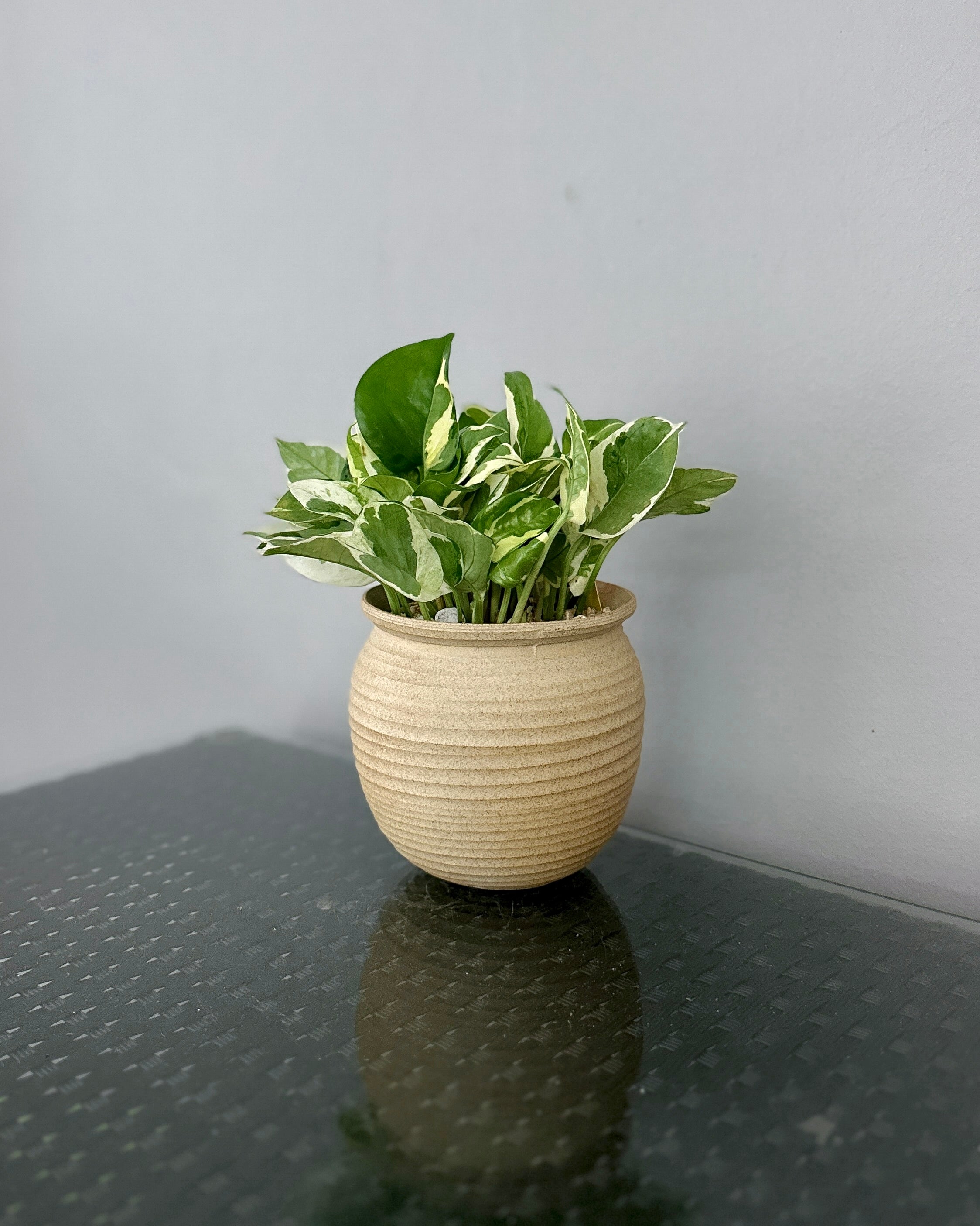 pothos singapore Pothos N'Joy ; JUNGALORE