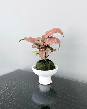 Open image in slideshow, Syngonium Podophyllum Pink JGL MossBall
