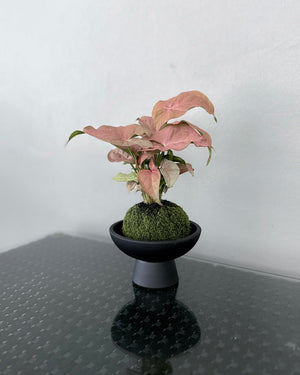 Syngonium Podophyllum Pink JGL MossBall