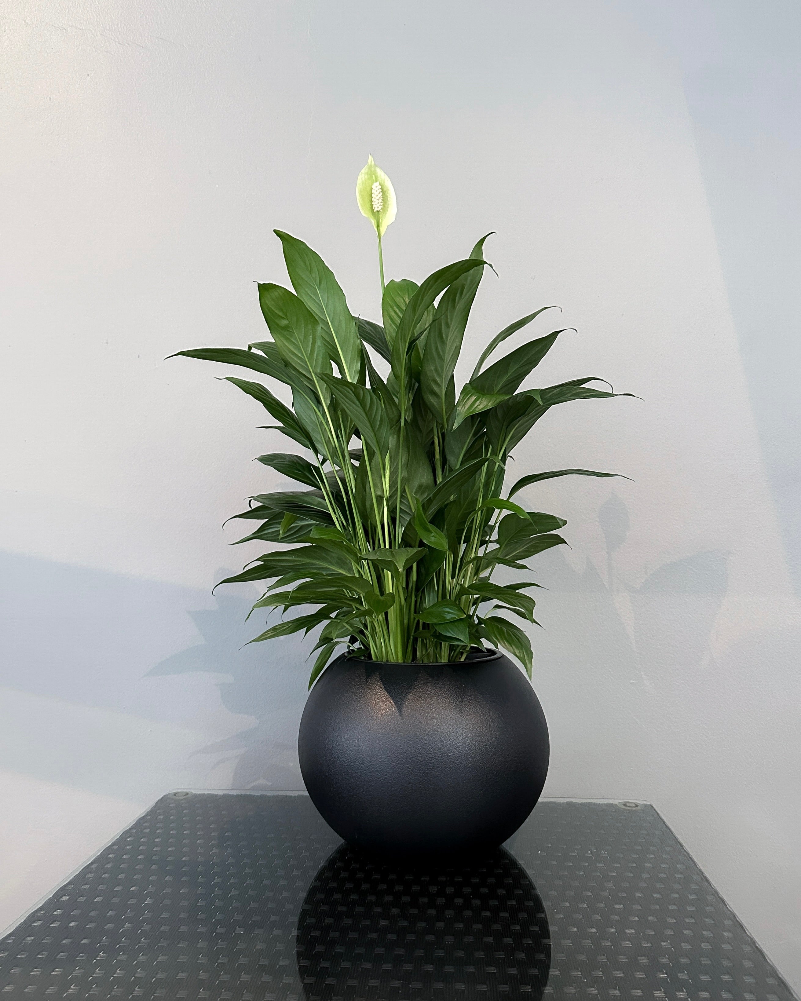 peace lily hydro Spathiphyllum Peace Lily Hydro ; JUNGALORE
