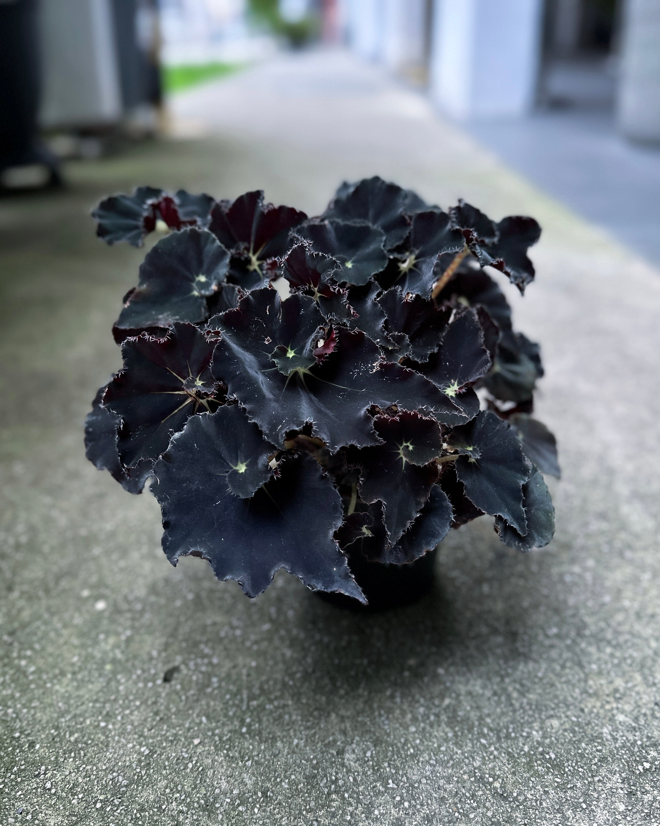 Begonia Black Mamba