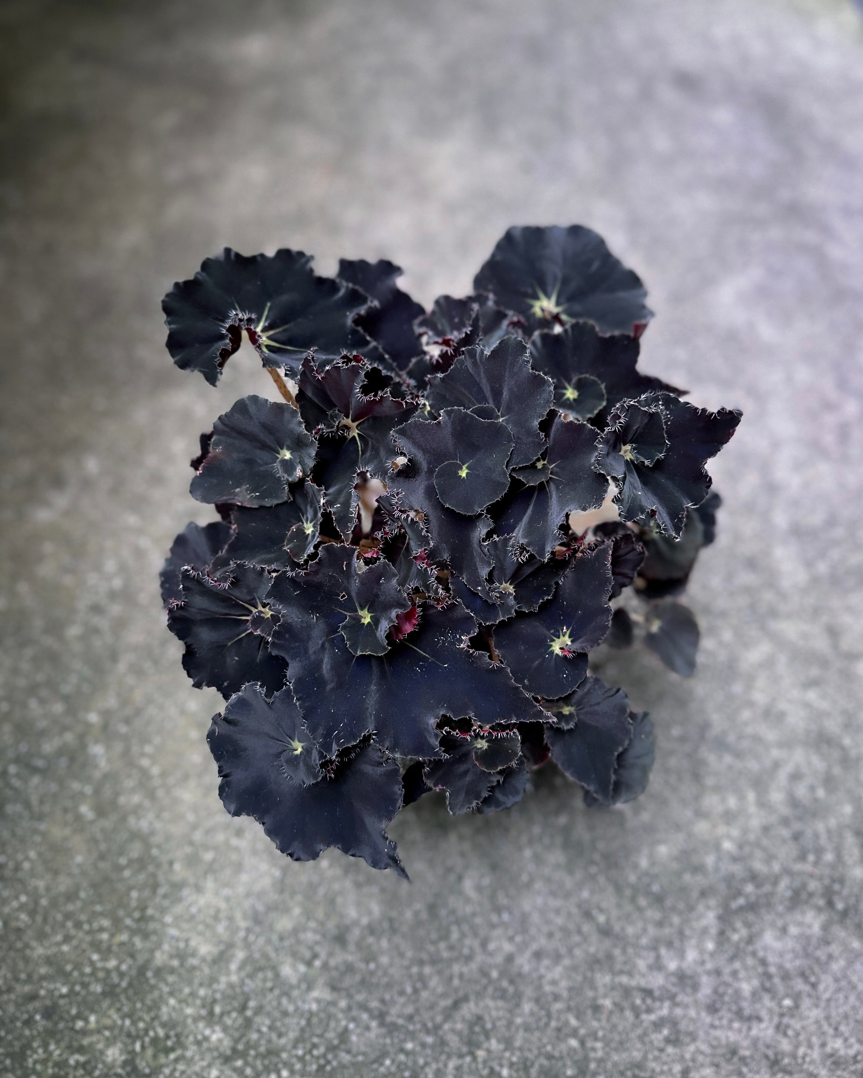 Begonia Black Mamba