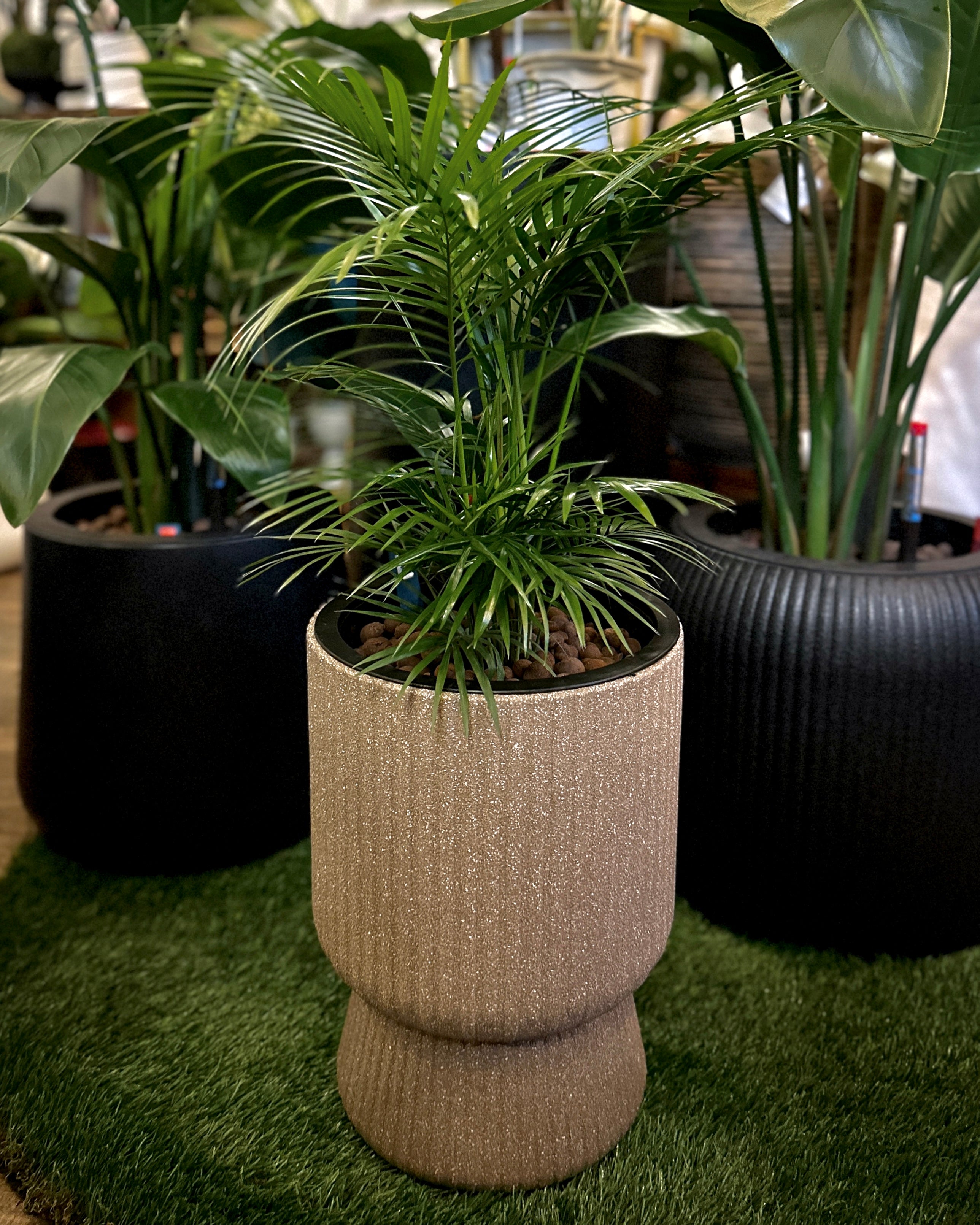 java palm plant Java Palm JGL Hydro ; JUNGALORE