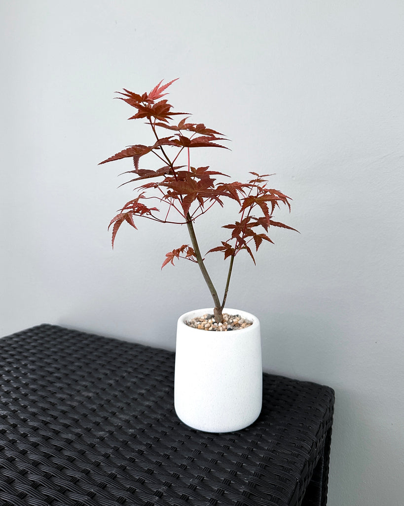 Small-sized maple tree potted in a white pot placed on a black table