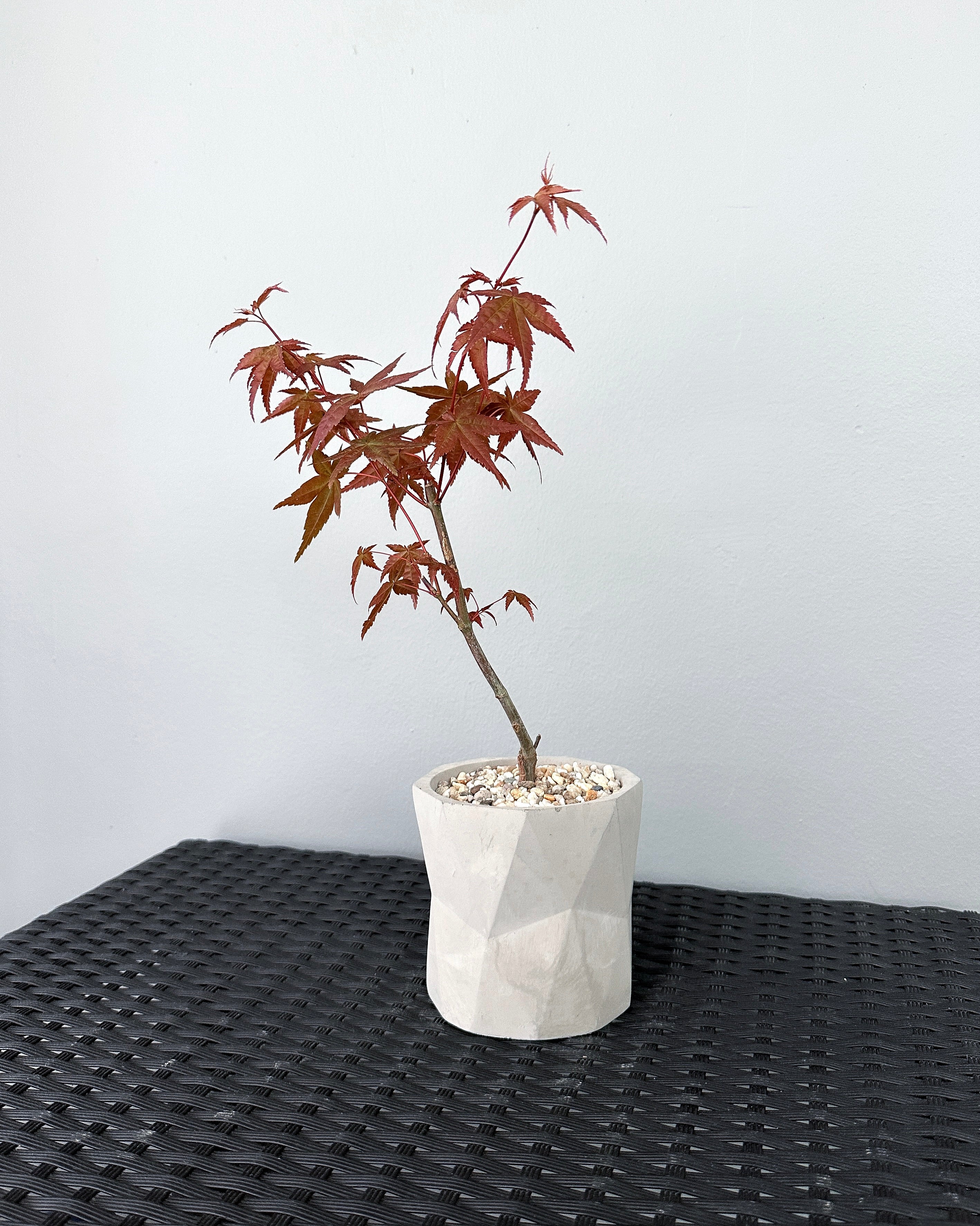 Maple Tree [Small]