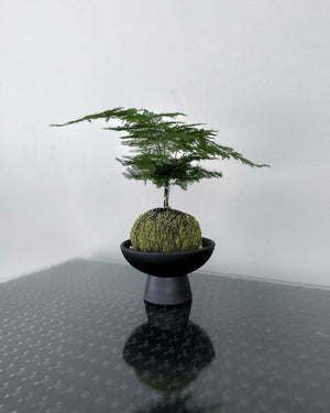 Open image in slideshow, Asparagus Fern JGL MossBall
