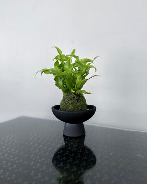 Open image in slideshow, Asplenium Nidus Bird&#39;s Nest Fern JGL MossBall
